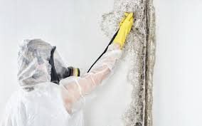 Why You Should Choose Our Mold Remediation Services in Newnan, GA